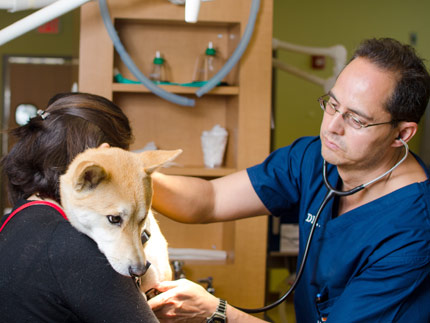Emergency Veterinary Care In Cicero